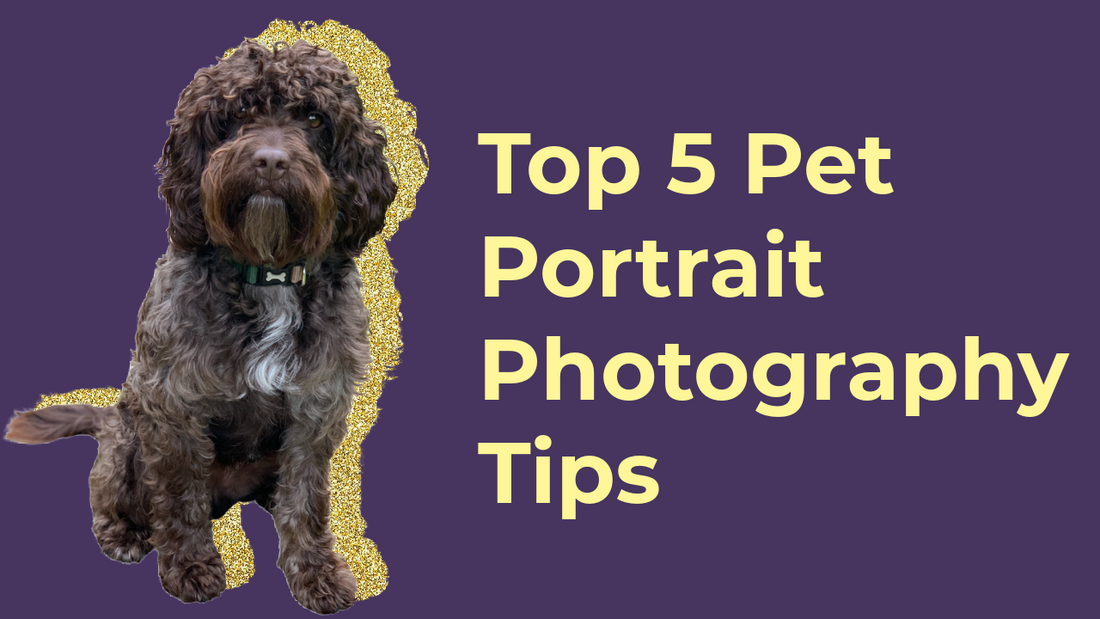 5 Top TipsTaking a Photo for a Pet portrait
